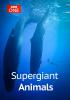 Supergiant Animals cover picture